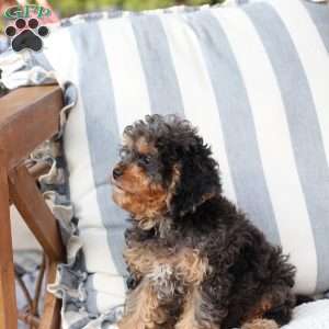 Harley, Cavapoo Puppy