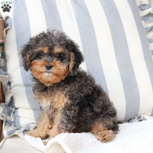 Harley, Cavapoo Puppy