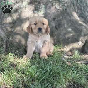Ranger, Golden Retriever Puppy
