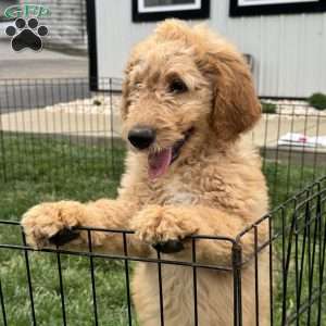 Birdie, Goldendoodle Puppy