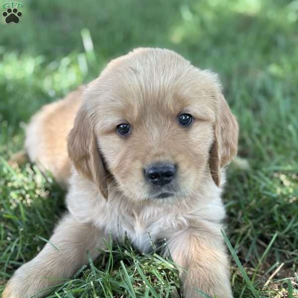 Ranger, Golden Retriever Puppy
