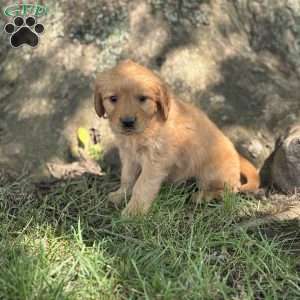 Daphne, Golden Retriever Puppy