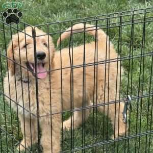 Birdie, Goldendoodle Puppy