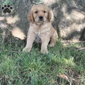 Buddy, Golden Retriever Puppy