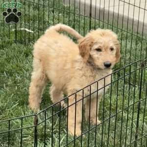 Birdie, Goldendoodle Puppy