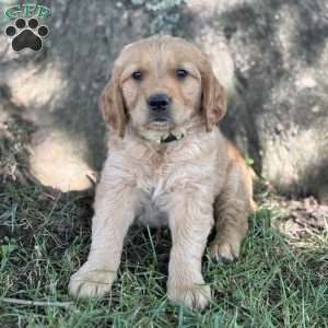 Buddy, Golden Retriever Puppy