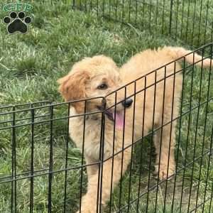 Birdie, Goldendoodle Puppy