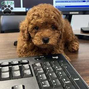 London Toy/Teacup, Toy Poodle Puppy