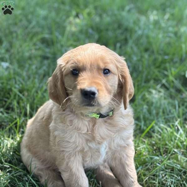 Buddy, Golden Retriever Puppy