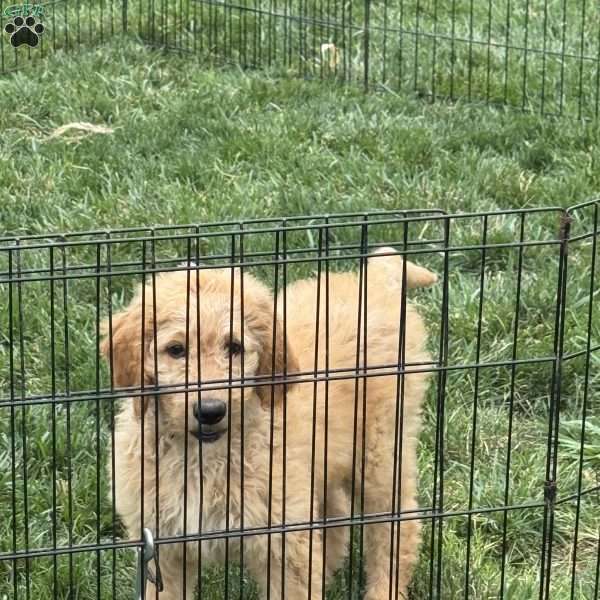 Birdie, Goldendoodle Puppy