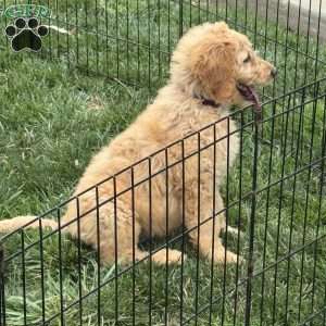 Birdie, Goldendoodle Puppy