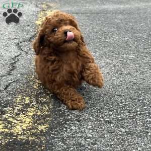 London Toy/Teacup, Toy Poodle Puppy