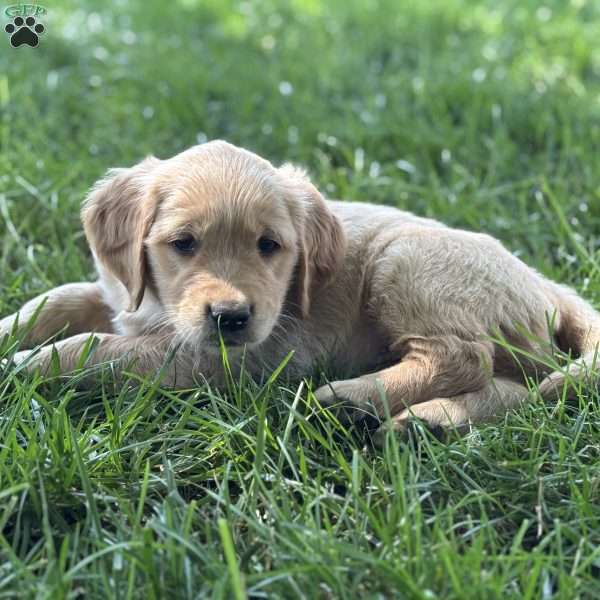 Clover, Golden Retriever Puppy