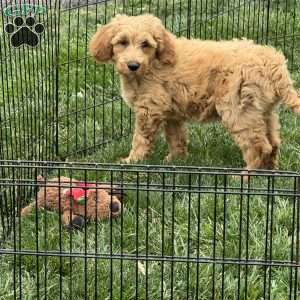 Buck, Goldendoodle Puppy