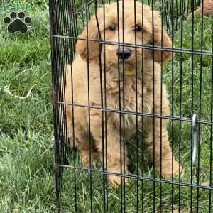 Buck, Goldendoodle Puppy
