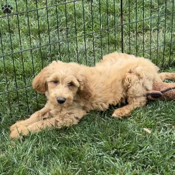 Buck, Goldendoodle Puppy