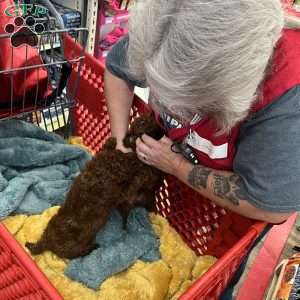 London Toy/Teacup, Toy Poodle Puppy