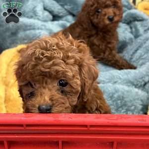 London Toy/Teacup, Toy Poodle Puppy