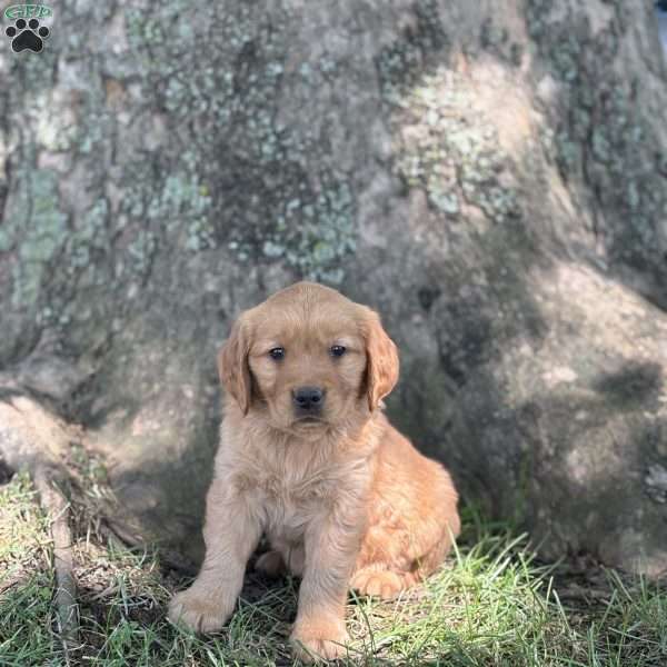 Reya, Golden Retriever Puppy