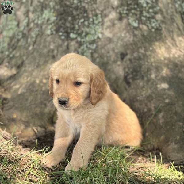 Happy, Golden Retriever Puppy