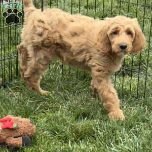 Buster, Goldendoodle Puppy