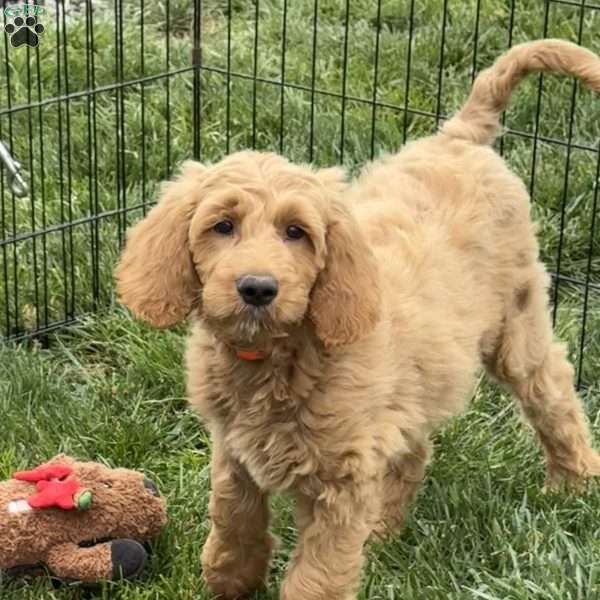 Buster, Goldendoodle Puppy