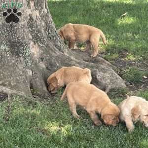 Violette, Golden Retriever Puppy