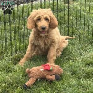 Buster, Goldendoodle Puppy