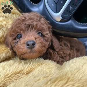 London Toy/Teacup, Toy Poodle Puppy