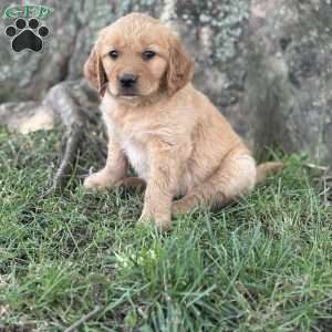 Violette, Golden Retriever Puppy