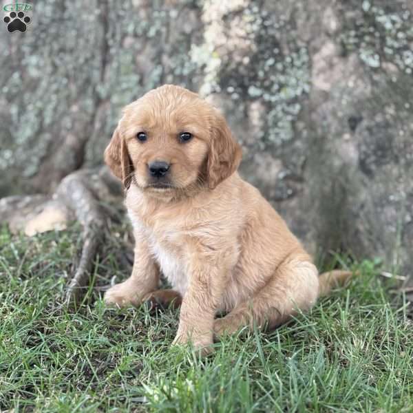 Violette, Golden Retriever Puppy