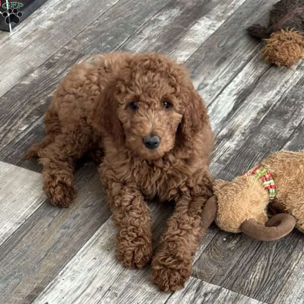 Hank, Goldendoodle Puppy