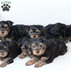 Scout, Yorkie Puppy