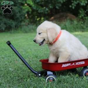 Lyle, English Cream Golden Retriever Puppy