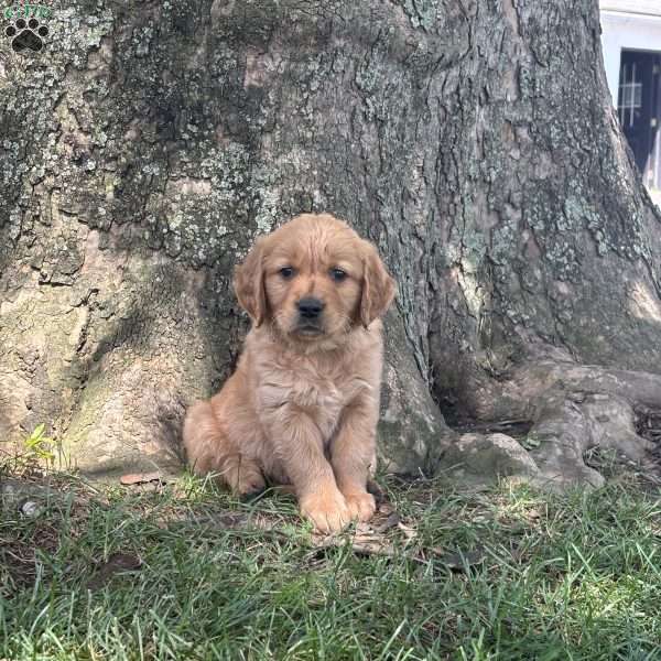 Rusty, Golden Retriever Puppy