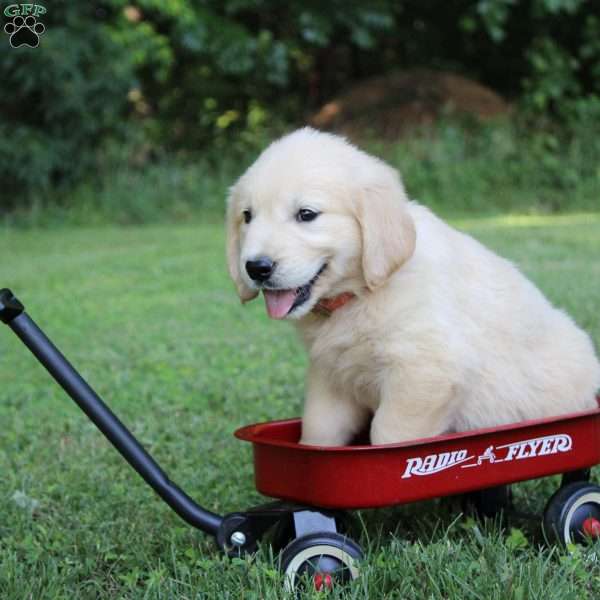 Lyle, English Cream Golden Retriever Puppy