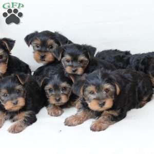 Arlo, Yorkie Puppy