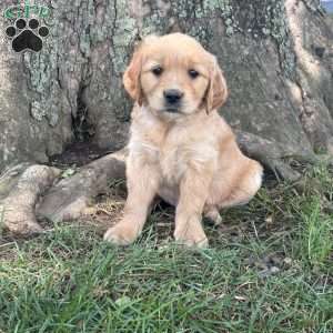 Tiny, Golden Retriever Puppy