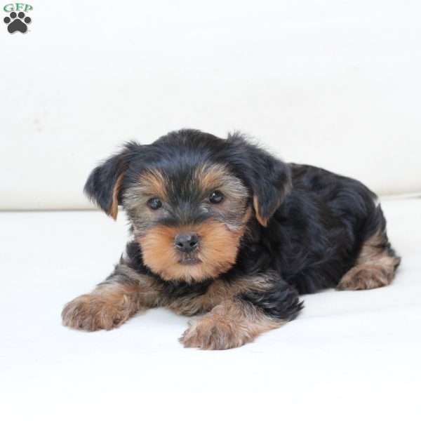 Benny, Yorkie Puppy