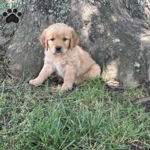 Daisy, Golden Retriever Puppy