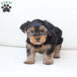 Benny, Yorkie Puppy