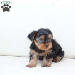 Benny, Yorkie Puppy