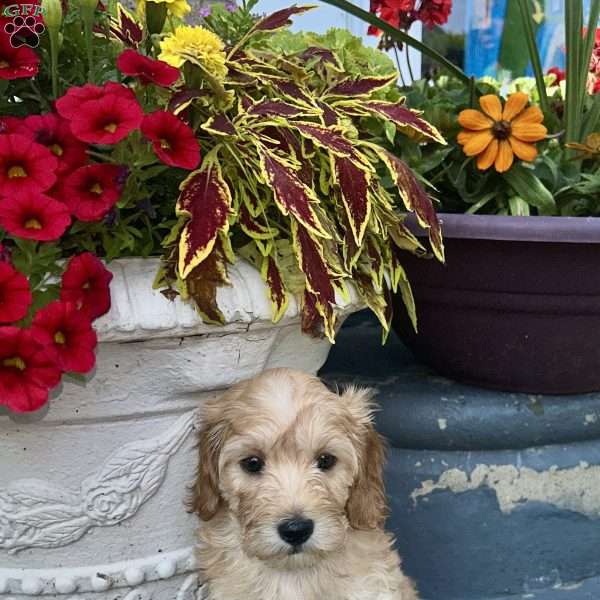 Robin, Cockapoo Puppy