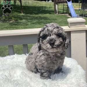 Oliver, Havapoo Puppy