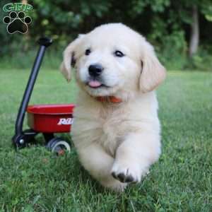Lyle, English Cream Golden Retriever Puppy