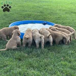 Daphne, Golden Retriever Puppy