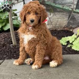 Daisy, Goldendoodle Puppy