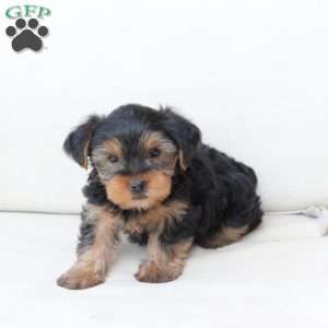 Benny, Yorkie Puppy
