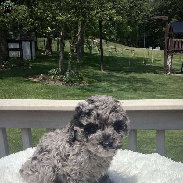 Oliver, Havapoo Puppy