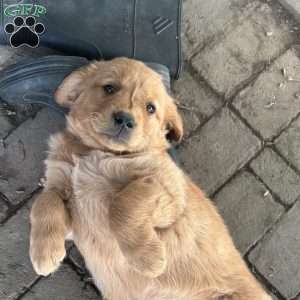Rover, Golden Retriever Puppy